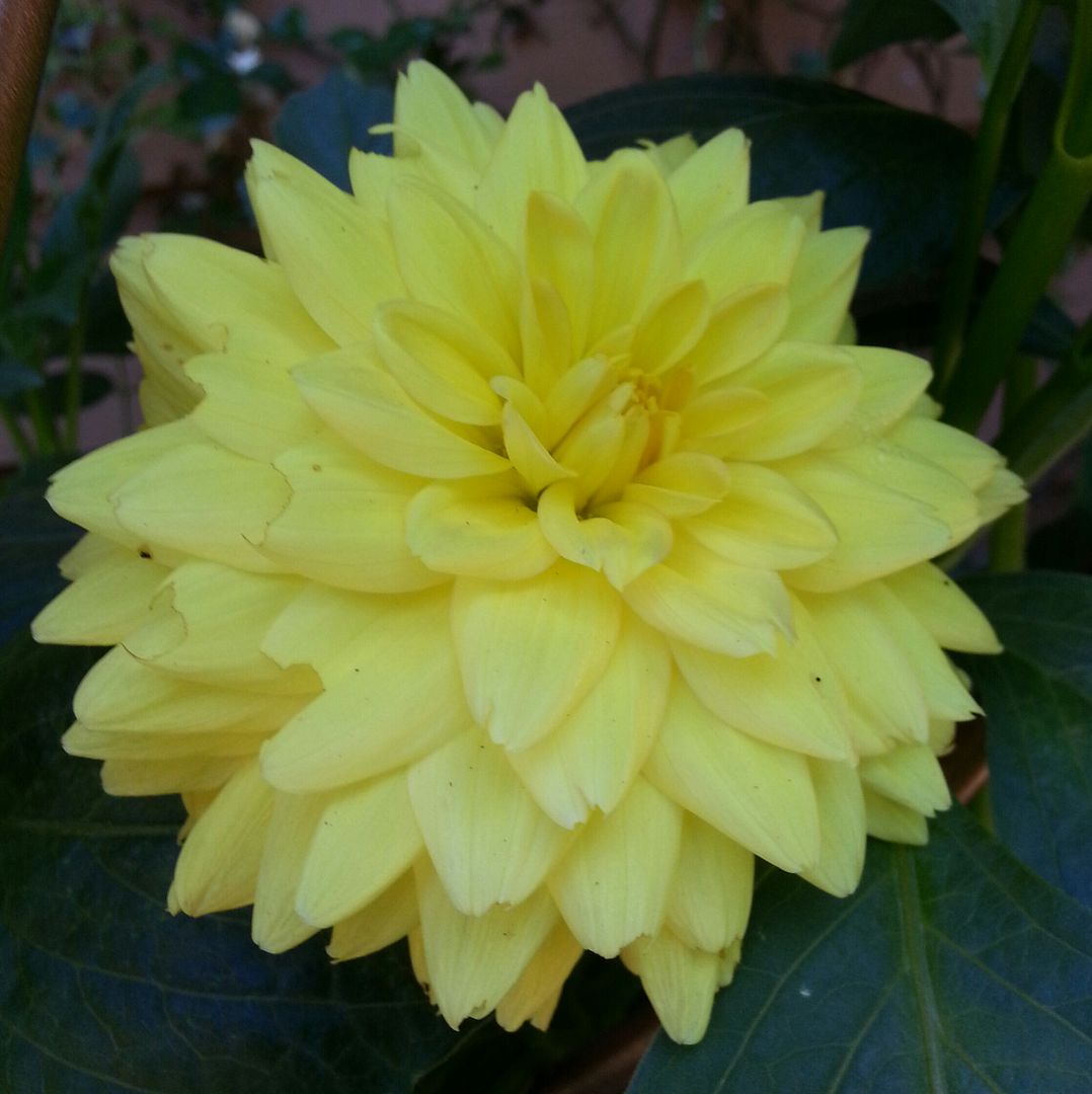  photo 20140805_110020-1_zpsk0ycqoig.jpg